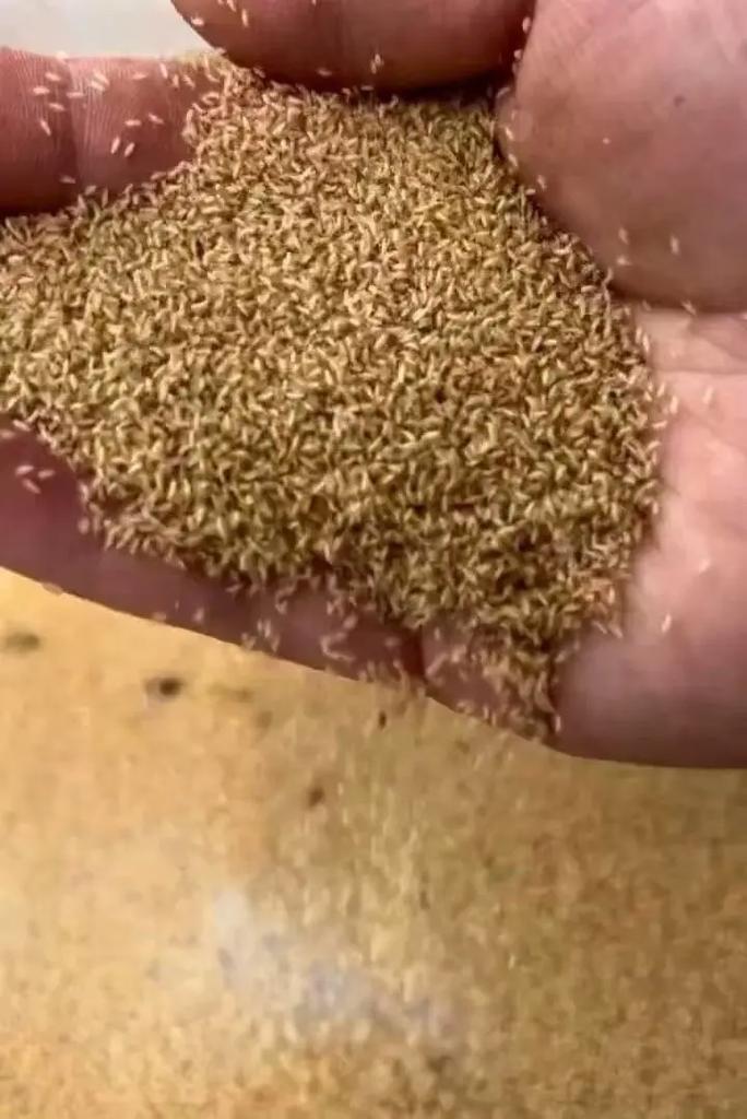 人工知了怎么养殖技术-图3 人工知了怎么养殖技术-图3