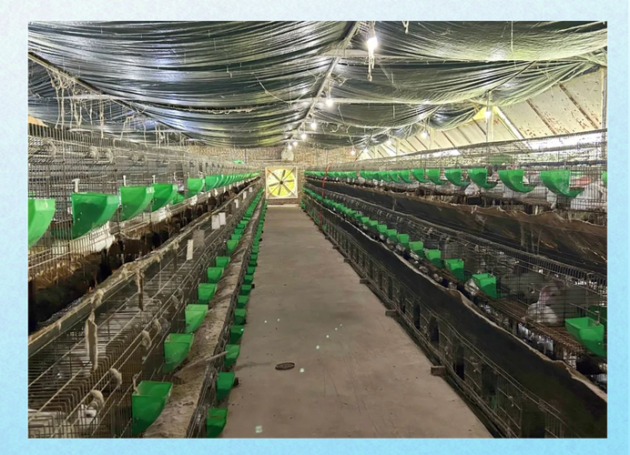 兔子大棚养殖技术视频有哪些要点？-图1