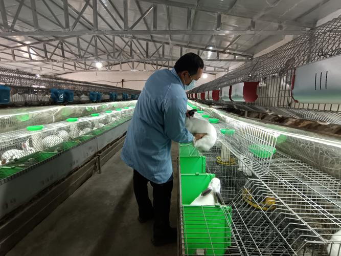 兔子大棚养殖技术视频有哪些要点？-图2