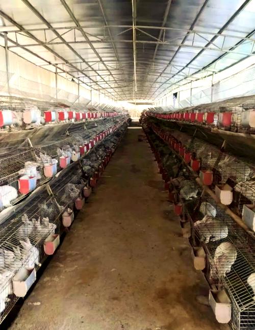 兔子大棚养殖技术视频有哪些要点？-图3