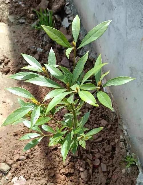 金丝楠木种植技术有哪些关键要点？-图1