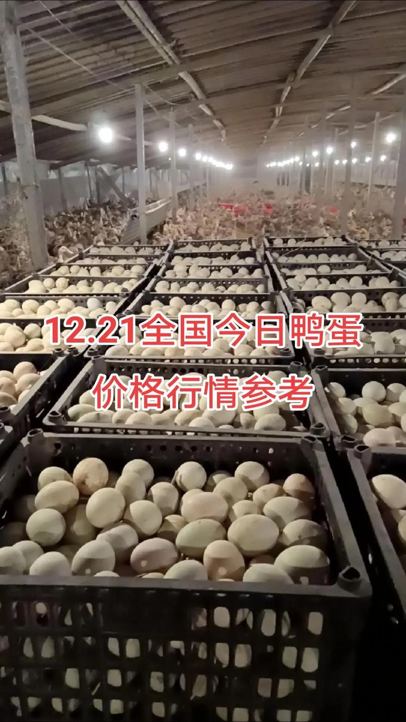 福建今日鸭蛋价格多少？-图1
