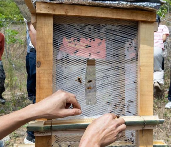 云南德宏胡蜂养殖技术有哪些关键要点?-图1 云南德宏胡蜂养殖技术有哪些关键要点?-图1