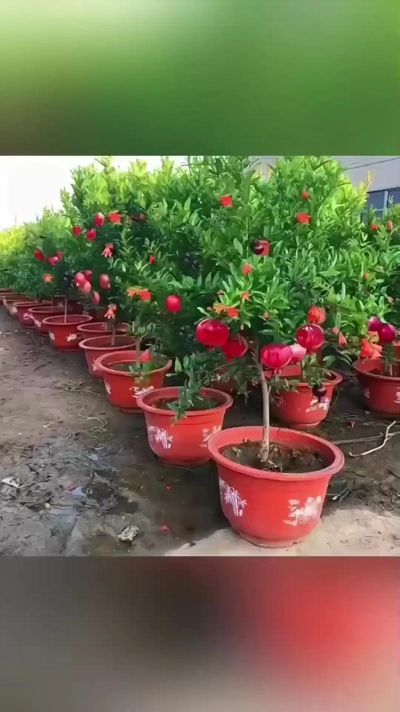 北方适合种哪些石榴品种？-图2