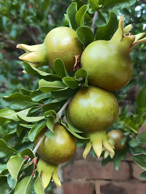 北方适合种哪些石榴品种？-图3