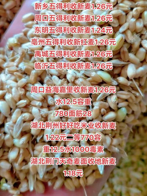 各地麦子最新行情价格如何？-图3