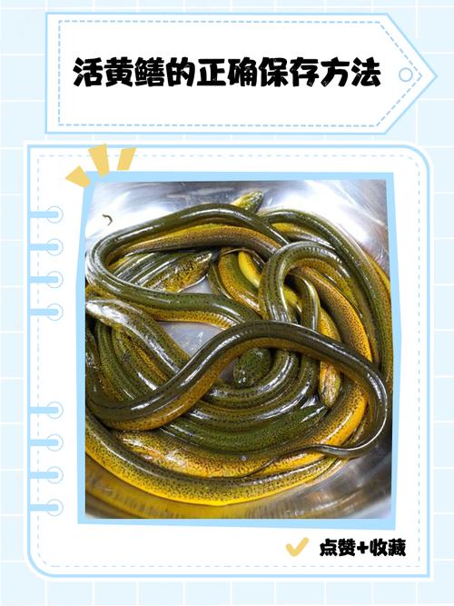 家里泥鳅黄鳝怎么养？技术要点有哪些？-图1