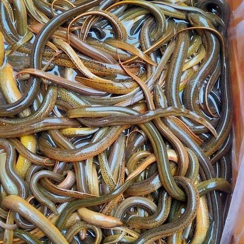 家里泥鳅黄鳝怎么养？技术要点有哪些？-图2