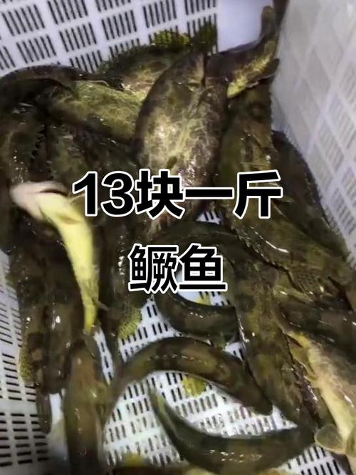 2025年桂花鱼价格会涨还是跌？-图1