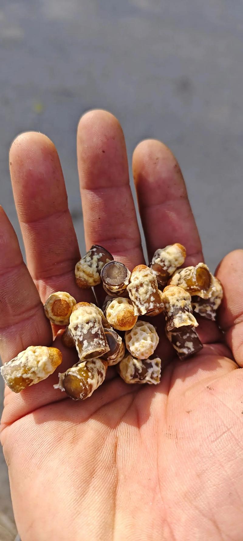 中华蜜蜂石洞诱捕技术怎么操作？-图3