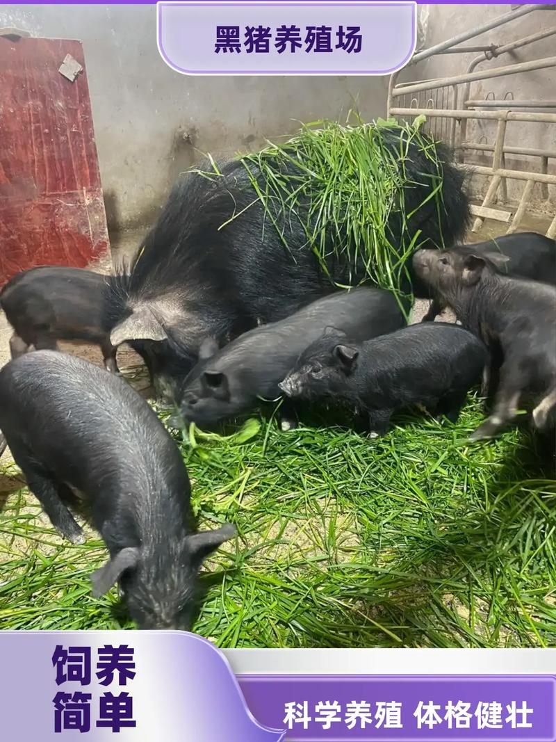 黑猪养殖哪个品种最贵？-图1