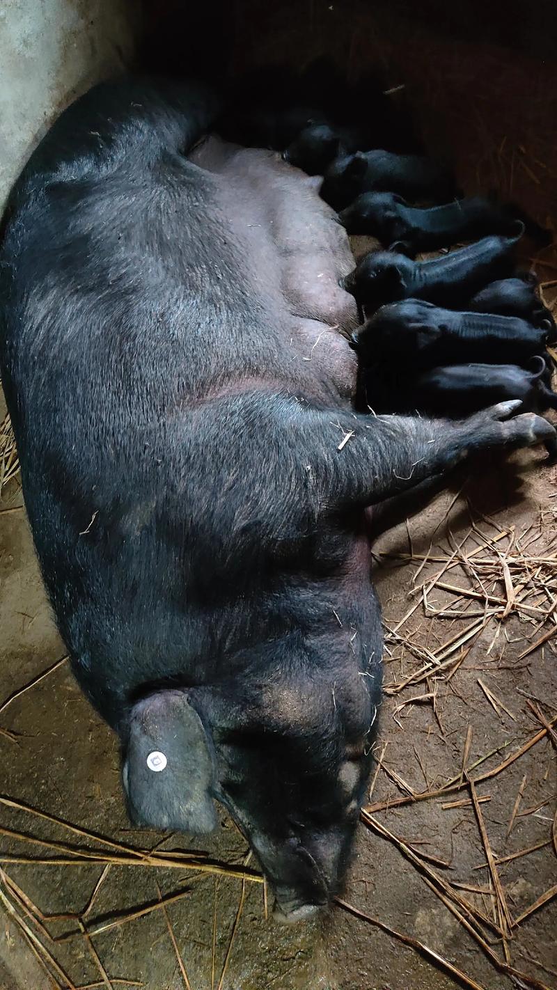 黑猪养殖哪个品种最贵？-图3