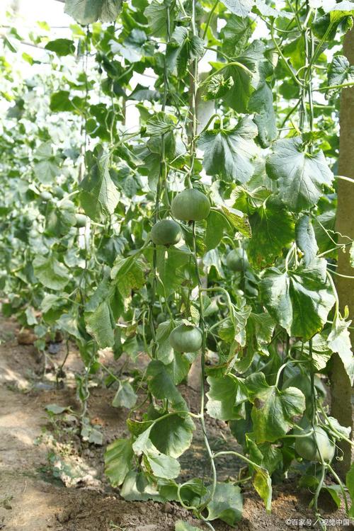 露天甜瓜夏天种,咋才能甜又高产?-图1 露天甜瓜夏天种,咋才能甜又高产?-图1