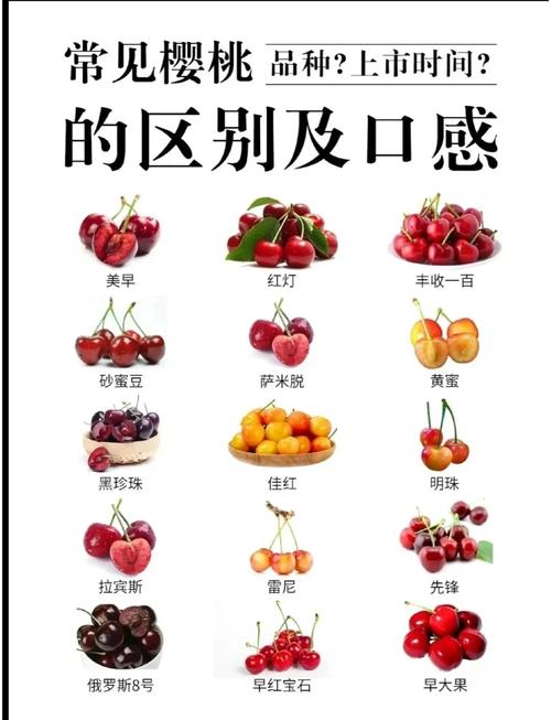 樱桃品种有哪些？-图2