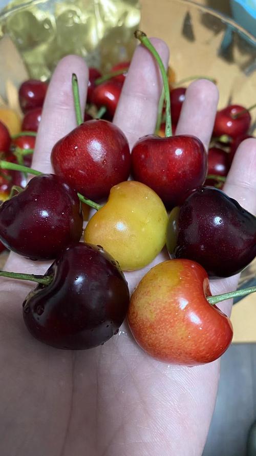 樱桃品种有哪些？-图3