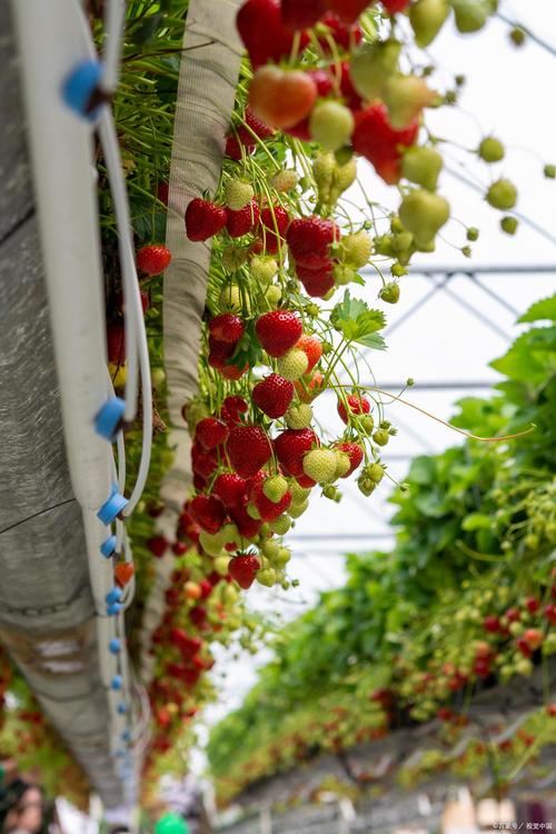 哪种草莓品种能长年挂果？-图2