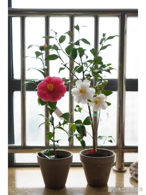 白色茶花有哪些常见品种？-图3