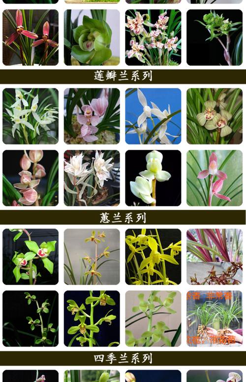 如何快速识别兰花品种？-图1