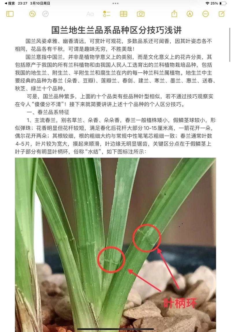 如何快速识别兰花品种？-图2