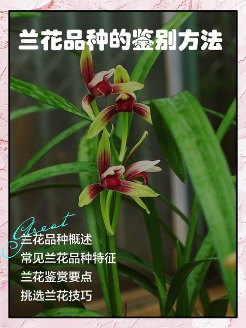 如何快速识别兰花品种？-图3