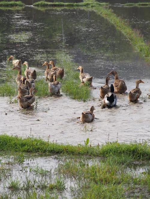 稻田鸭子养殖技术视频有哪些要点？-图2