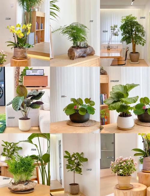 室内花木品种有哪些？常见品种图片大全？-图2