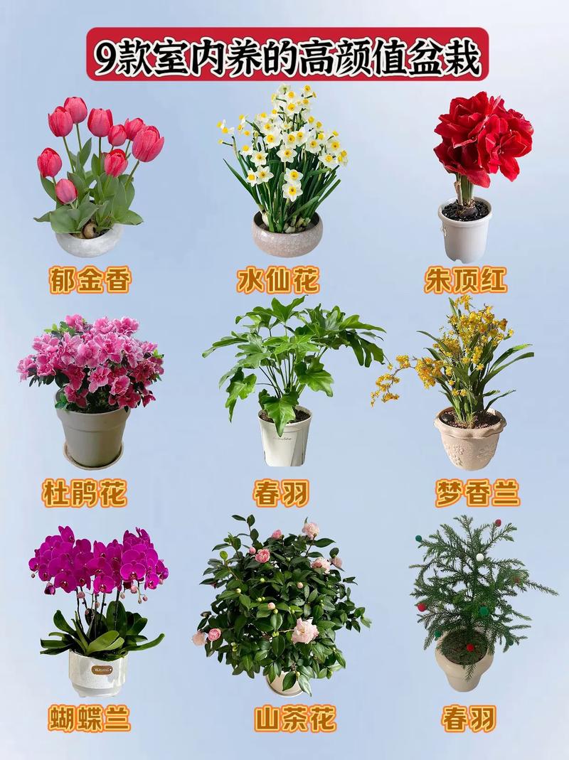 室内花木品种有哪些？常见品种图片大全？-图1
