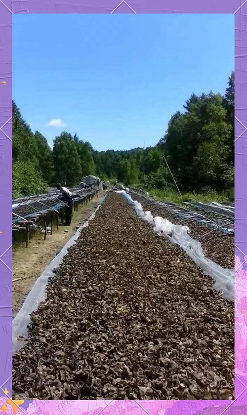 大棚木耳种植全套技术，关键步骤有哪些？-图1