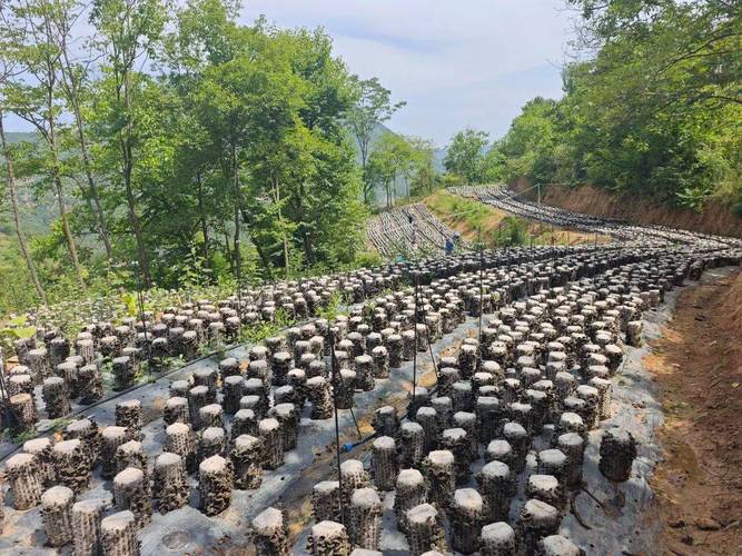 大棚木耳种植全套技术，关键步骤有哪些？-图3