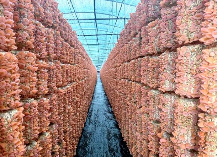 大棚木耳种植全套技术，关键步骤有哪些？-图2