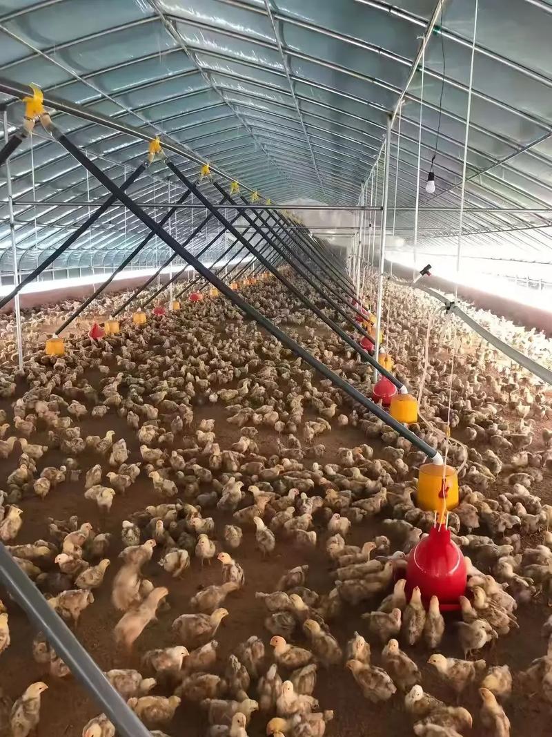 免费养殖技术视频大全在哪里能找到？-图3