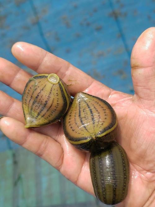 国内常见的水蛭品种有哪些?-图2 国内常见的水蛭品种有哪些?-图2