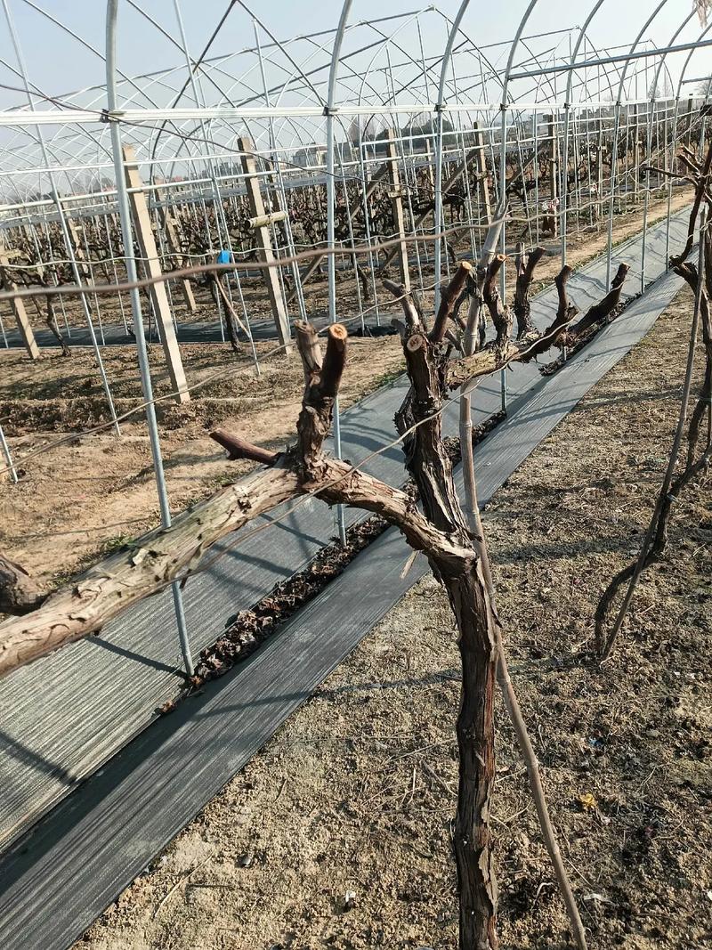 葡萄盆栽整枝技术图解，如何修剪才能果实累累？-图1