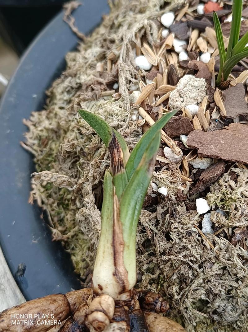 蕙兰也有矮小品种？具体有哪些？-图1