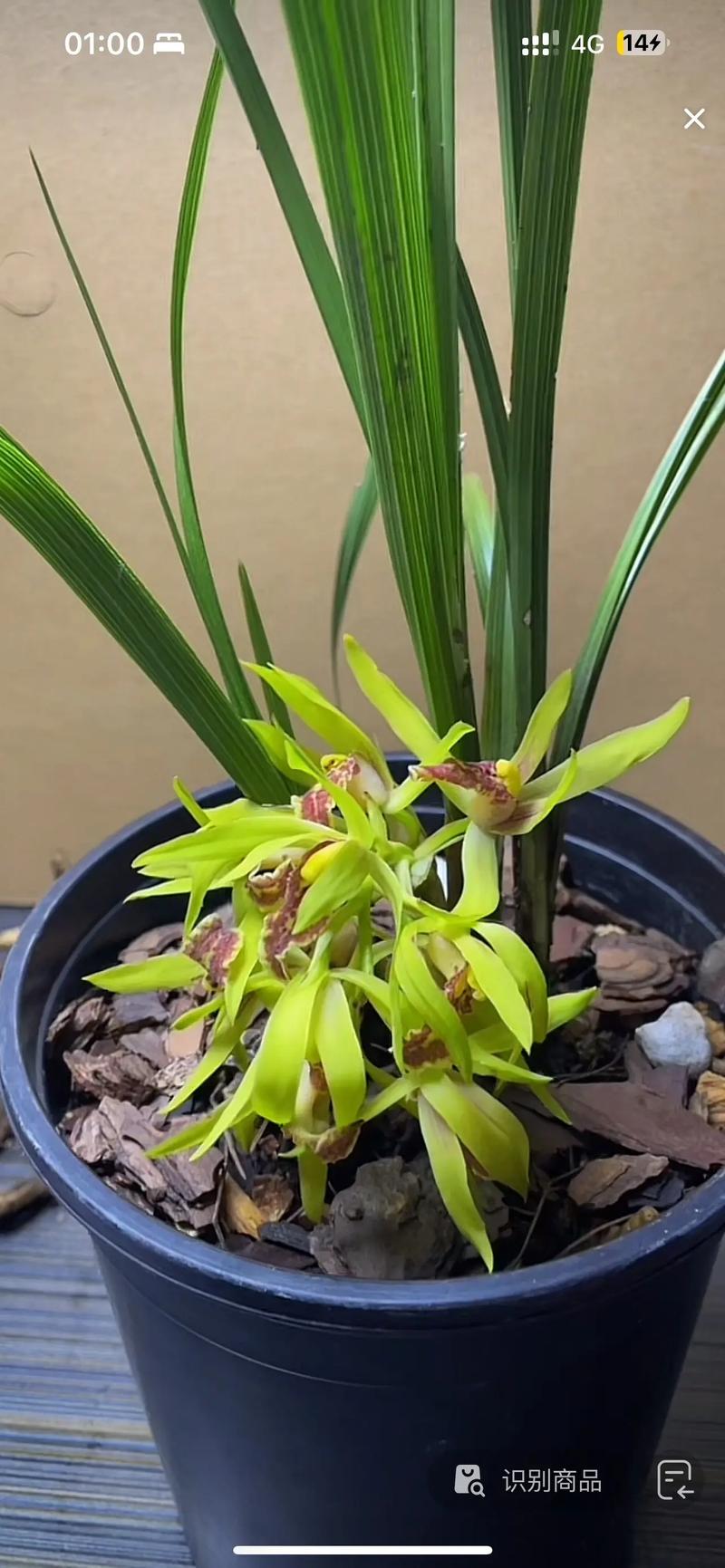 蕙兰也有矮小品种？具体有哪些？-图3