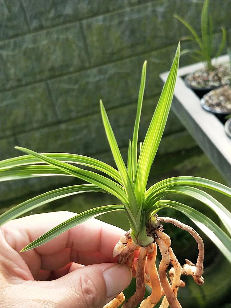 蕙兰也有矮小品种？具体有哪些？-图2