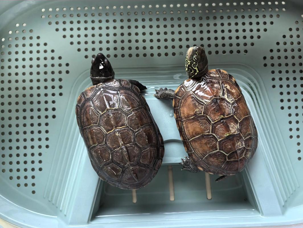 2025年中华草龟价格会涨还是跌?-图1 2025年中华草龟价格会涨还是跌?-图1