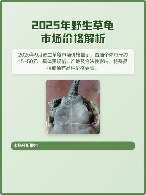 2025年中华草龟价格会涨还是跌?-图2 2025年中华草龟价格会涨还是跌?-图2