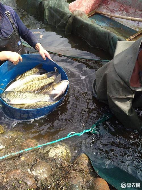 草鱼成鱼养殖技术视频，关键要点有哪些？-图1