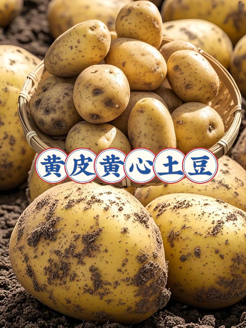 东北土豆哪个品种最优秀？-图3