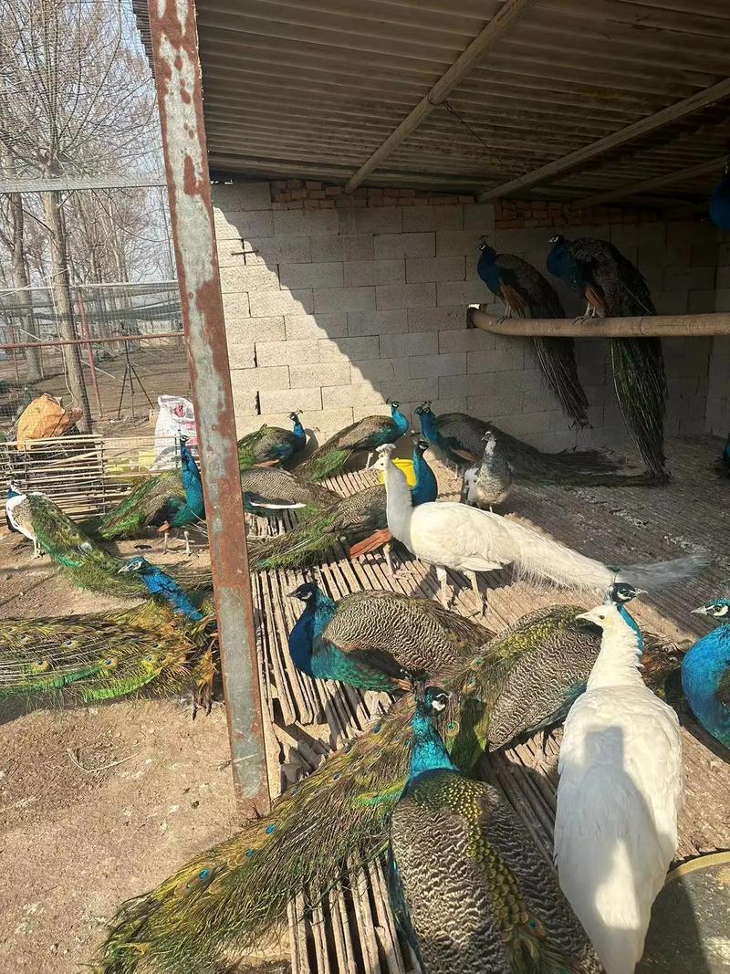 山东菏泽孔雀养殖技术-图1 山东菏泽孔雀养殖技术-图1