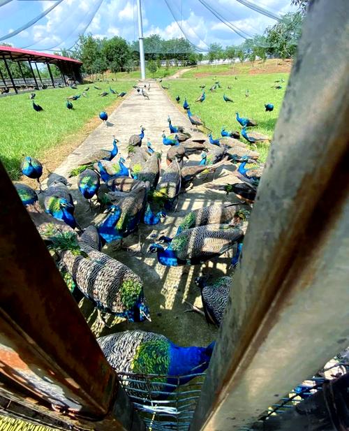 山东菏泽孔雀养殖技术-图2 山东菏泽孔雀养殖技术-图2