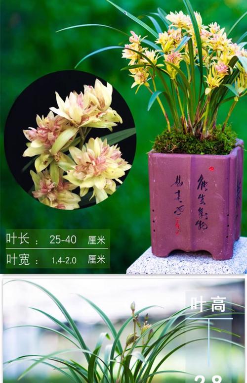 最值钱兰花品种,为何能如此天价?-图1 最值钱兰花品种,为何能如此天价?-图1