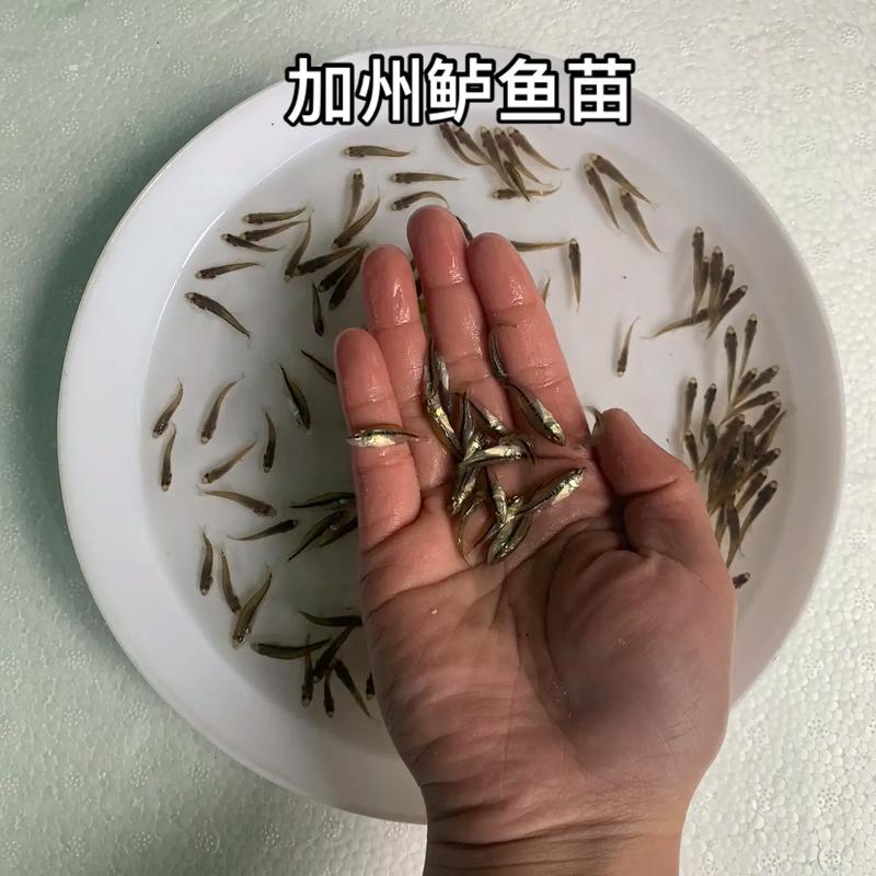 鲈鱼如何养殖价格如何-图2 鲈鱼如何养殖价格如何-图2