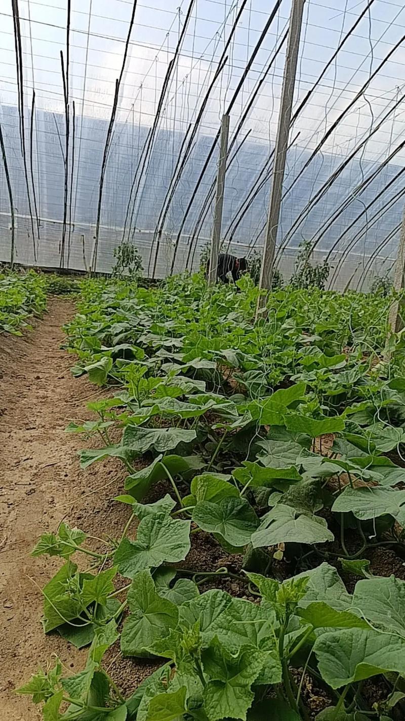 黄瓜种植管理技术视频有哪些要点？-图2
