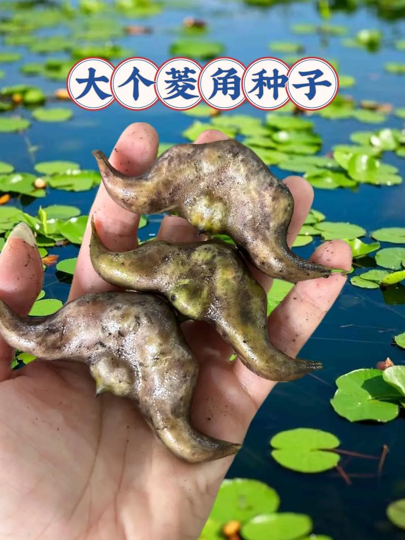 菱角深水养殖技术视频如何实现高产？-图2