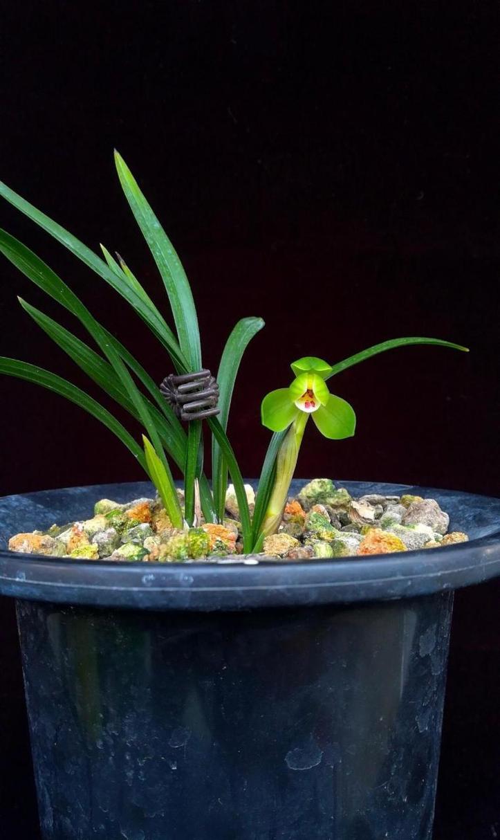 春兰叶子细是什么品种？-图2