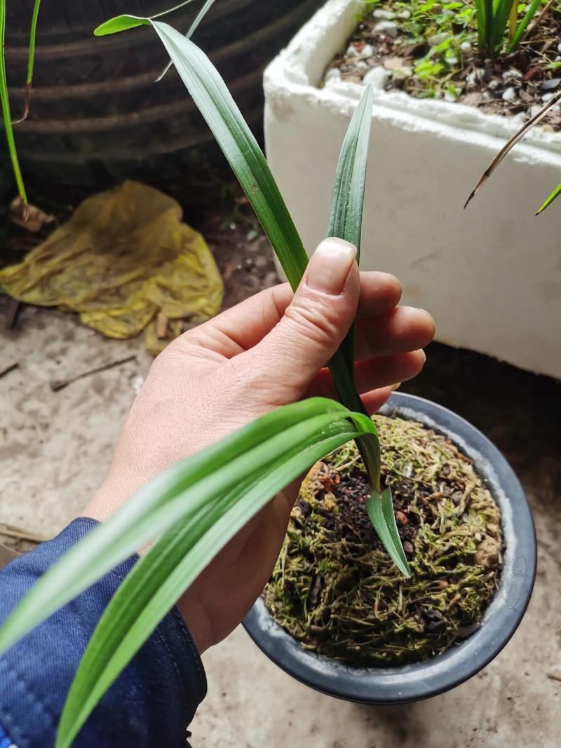 春兰叶子细是什么品种？-图3