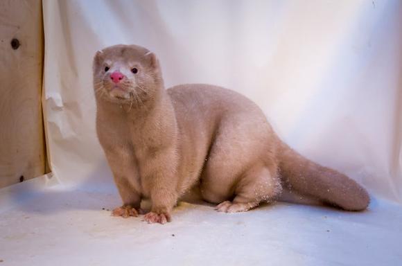 毛皮动物养殖技术视频-图1