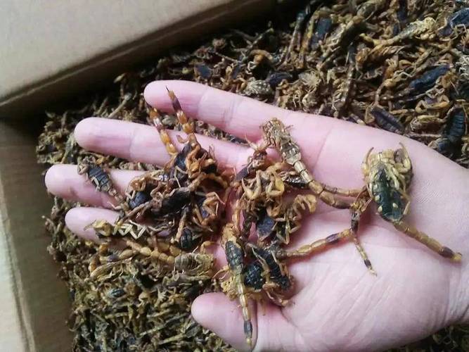 安徽药材市场蝎子价格为何波动？-图1